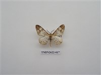 藏品(尺蛾142)的圖片